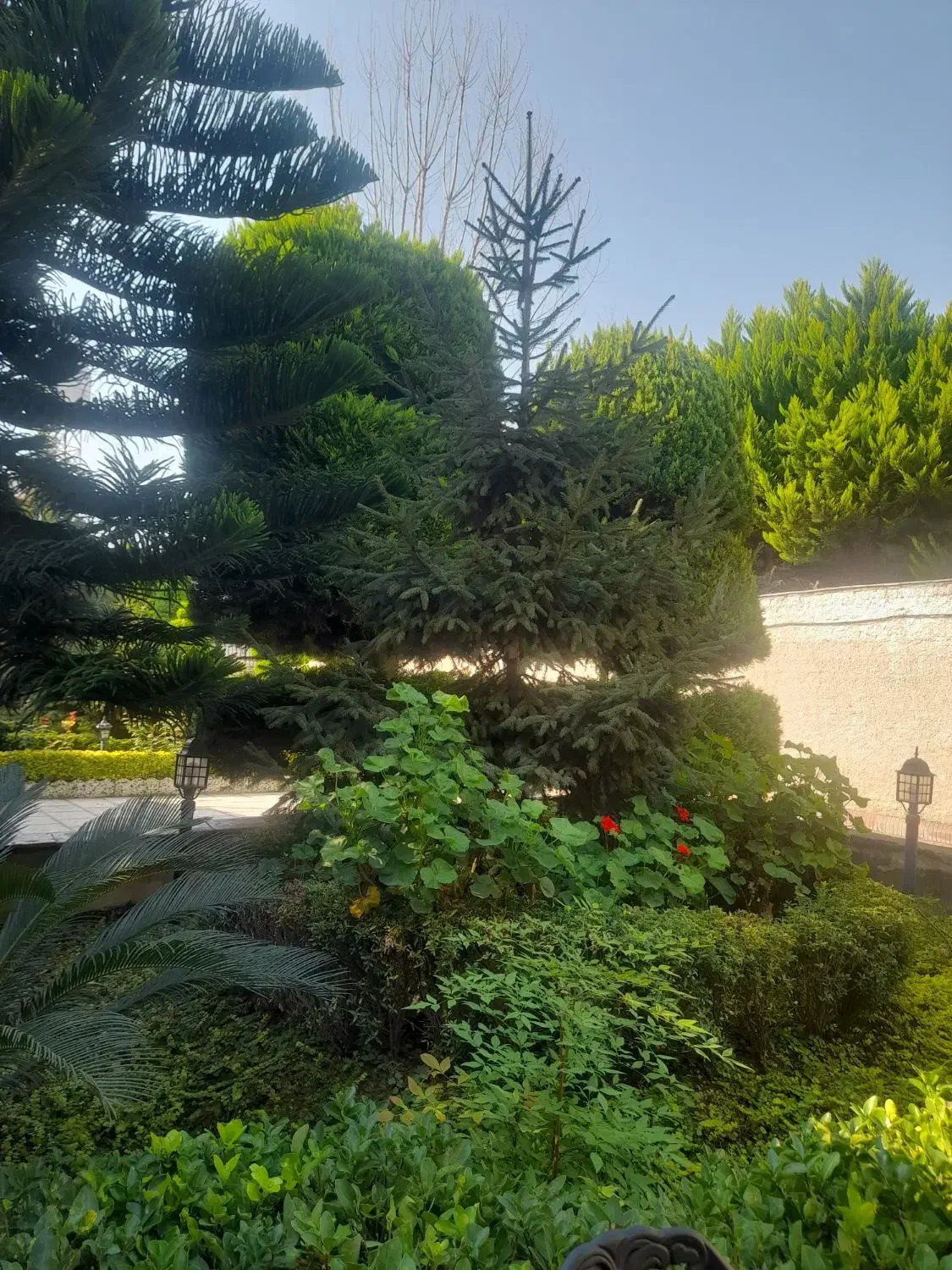 ۱۵۰۰ متر باغ تاپ لوکیشن هروی مناسب کافه رستوران