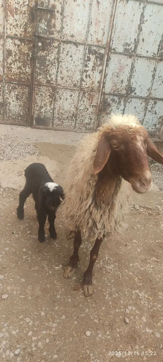 میش وبره|حیوانات مزرعه|کرمانشاه, |دیوار