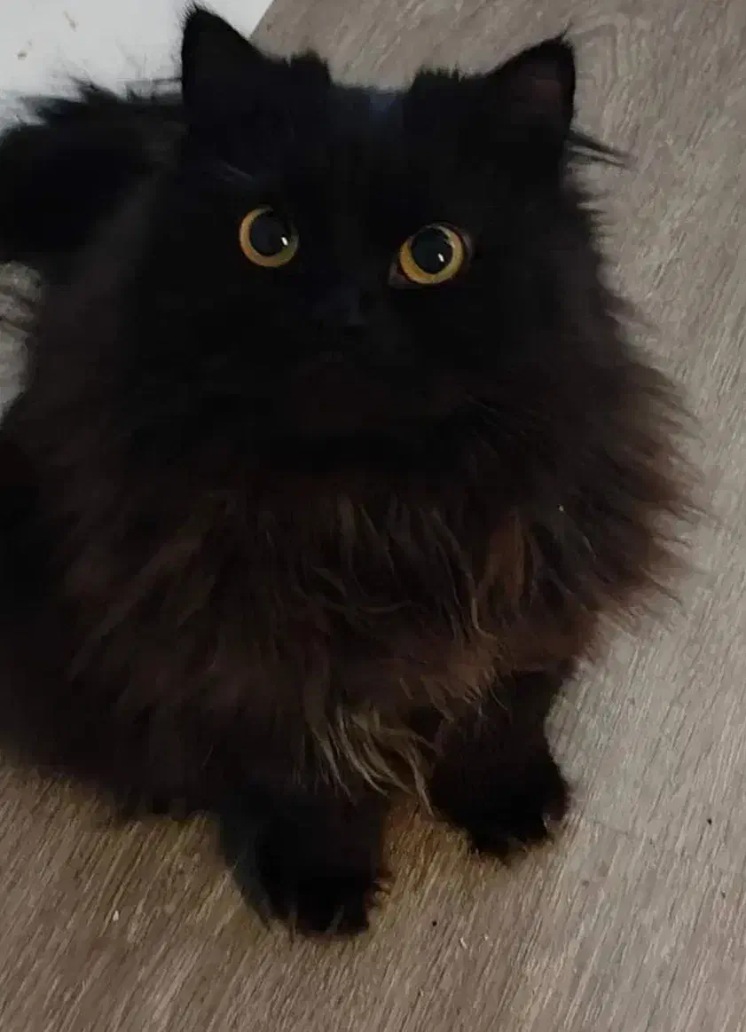 پرشین جهت جفت گیری|گربه|قوچان, |دیوار