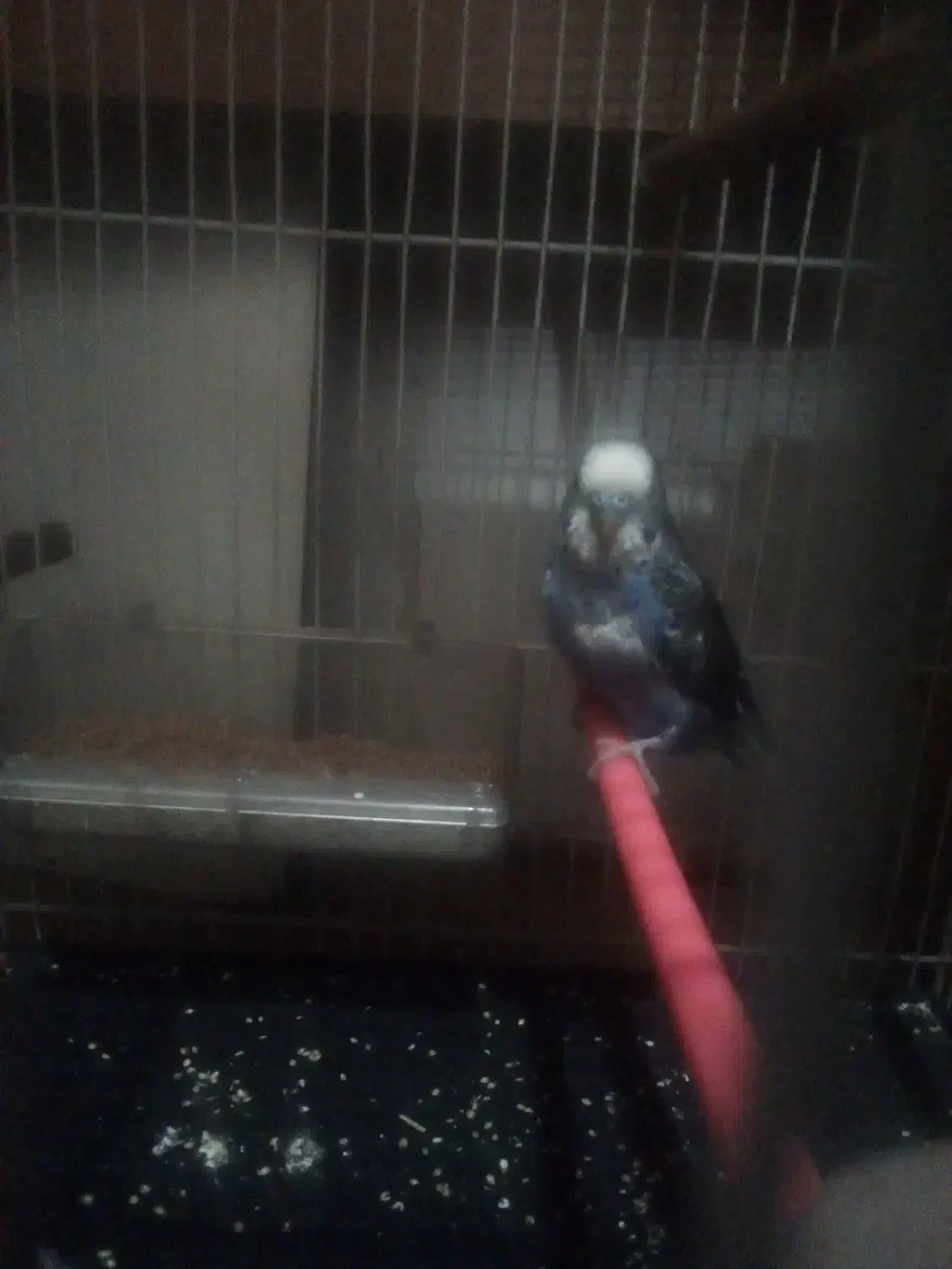 مرغ عشق نر آبی بالغ|پرنده|مشهد, خواجه ربیع|دیوار