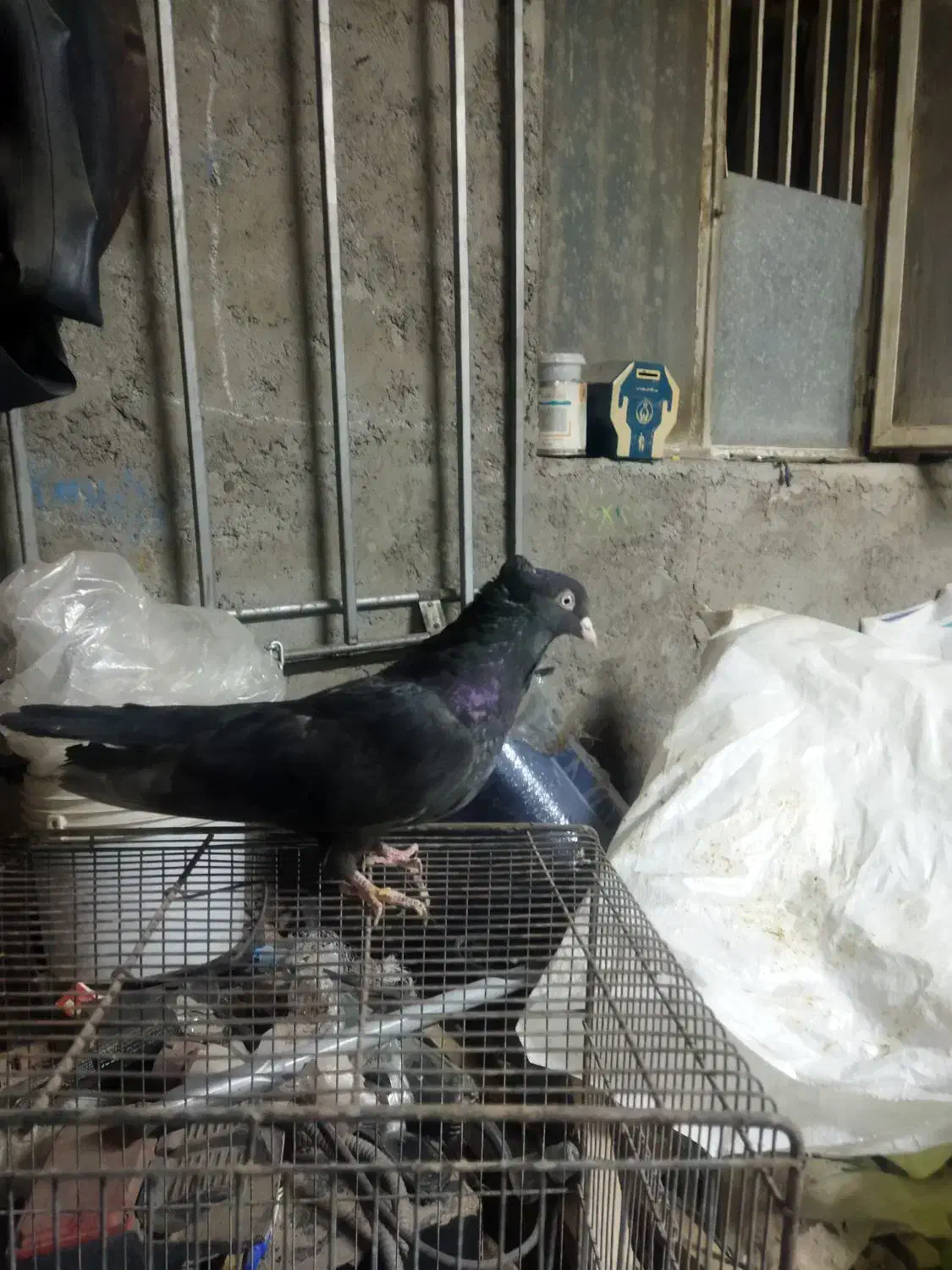 نر کفتر زاغ آبادانی|پرنده|حمیدیا, |دیوار