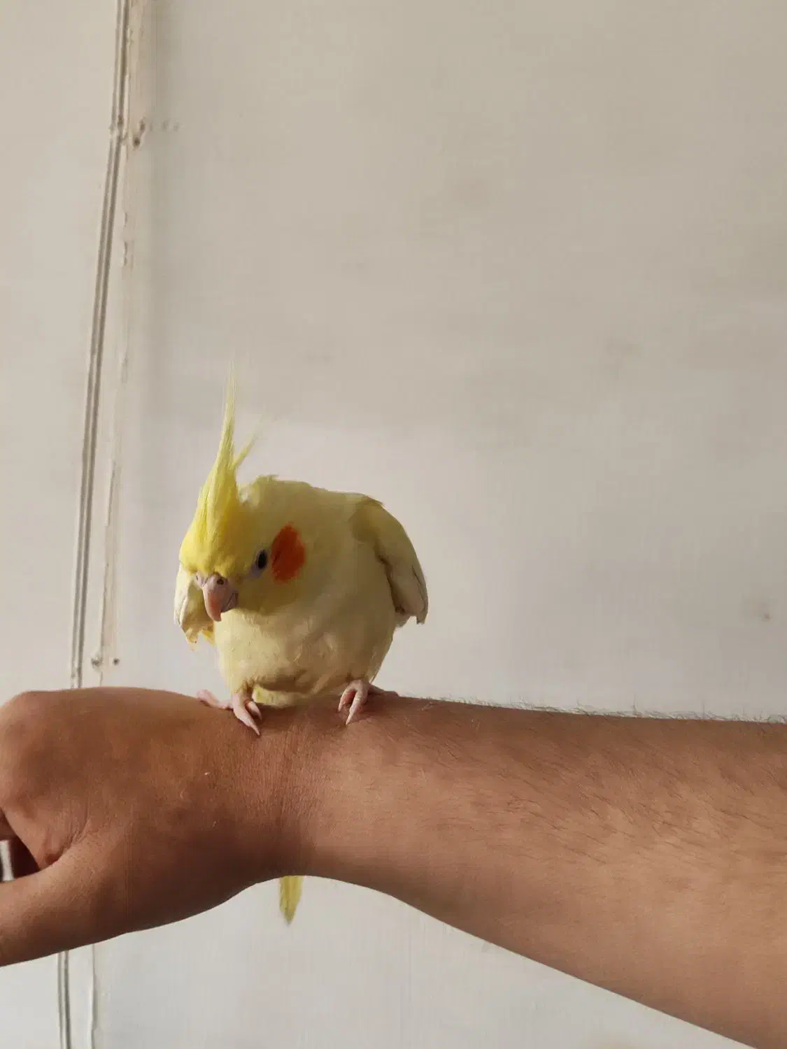 عروس هلندی|پرنده|پاکدشت, پاکدشت (مامازند)|دیوار