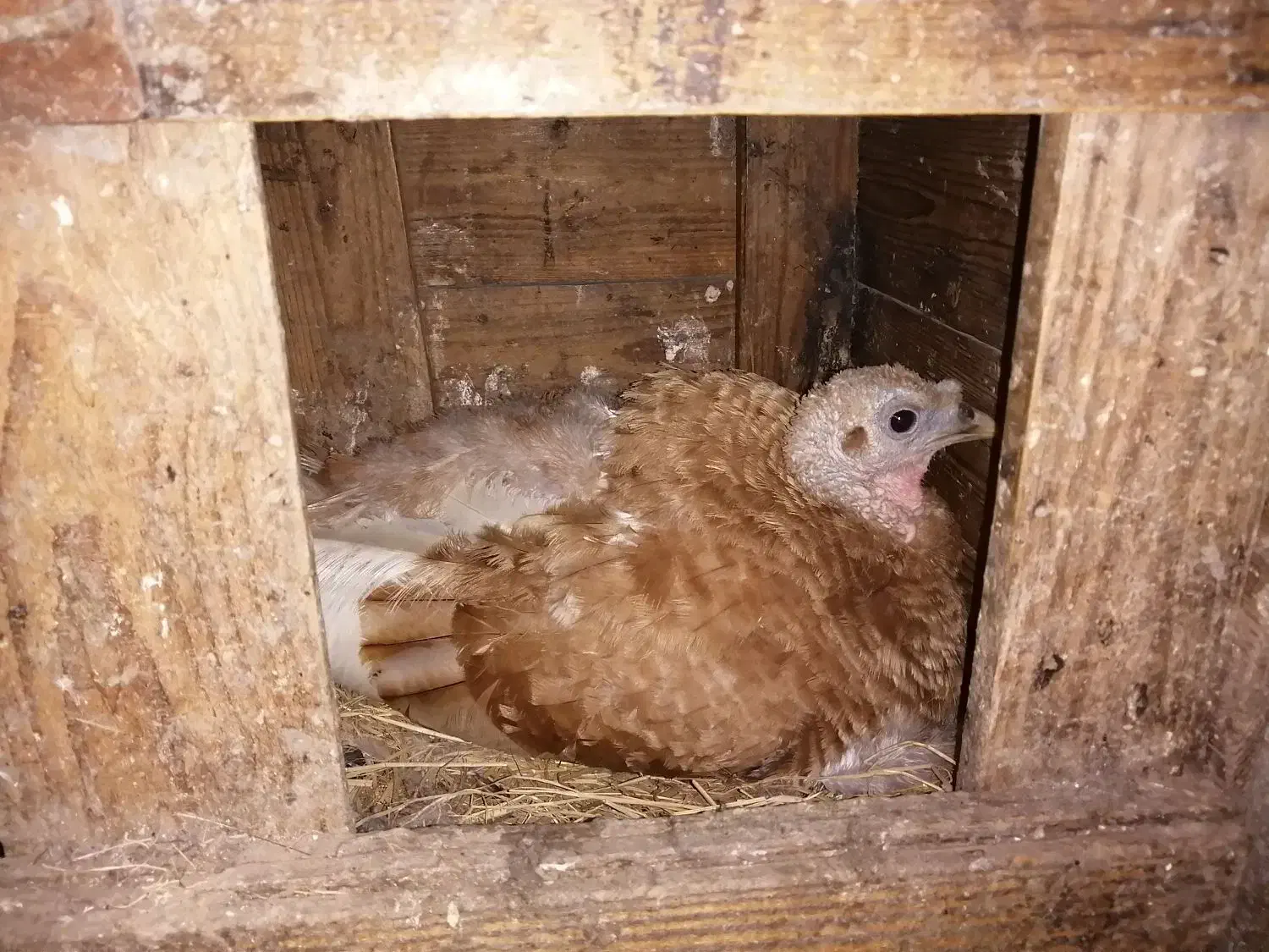 فروش بوقلمون کرچ|حیوانات مزرعه|تنکابن, |دیوار