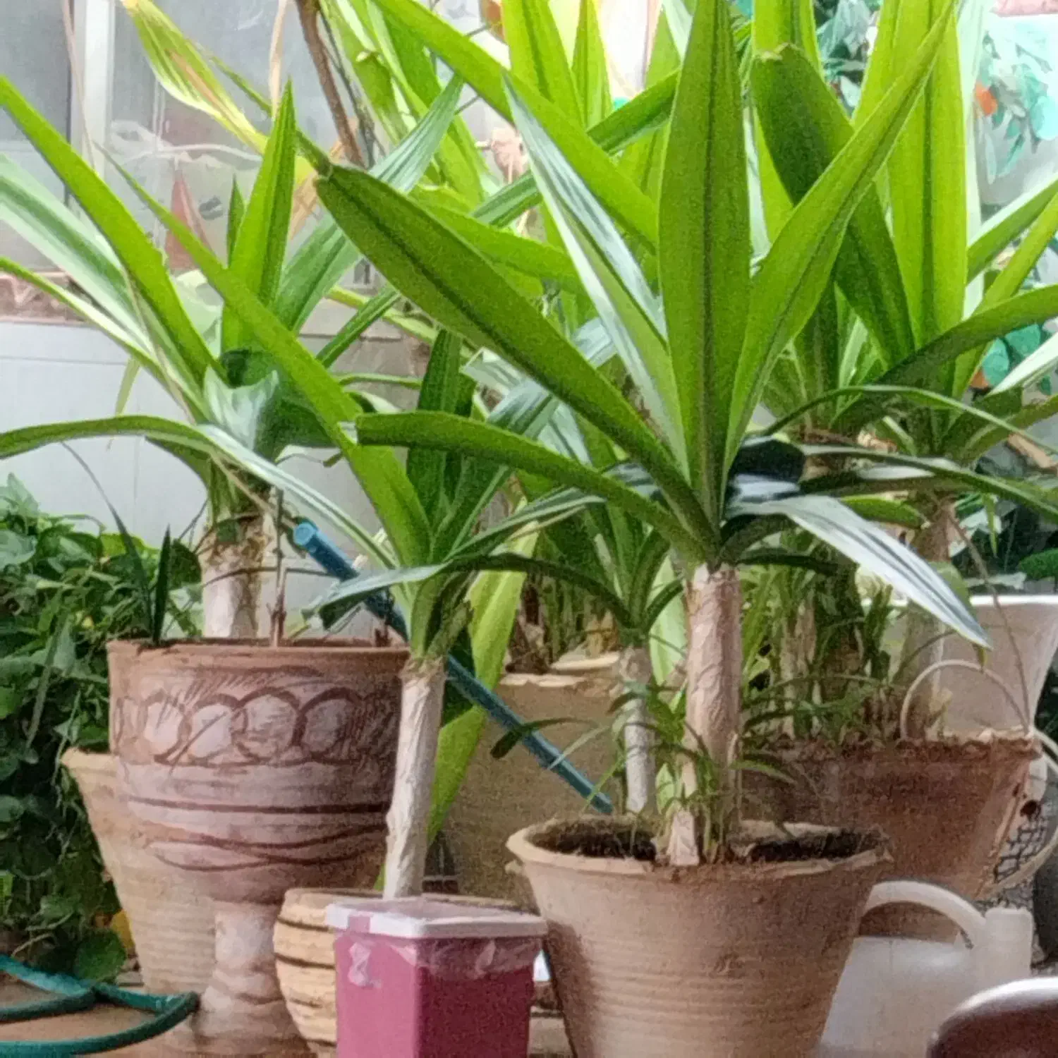 باغ کم درخت پسته|فروش زمین و ملک کلنگی|یزدان شهر, |دیوار