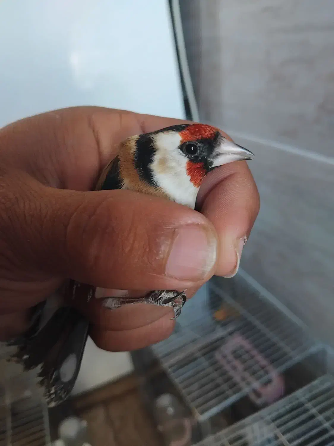 سهره|پرنده|تیکمه داش, |دیوار