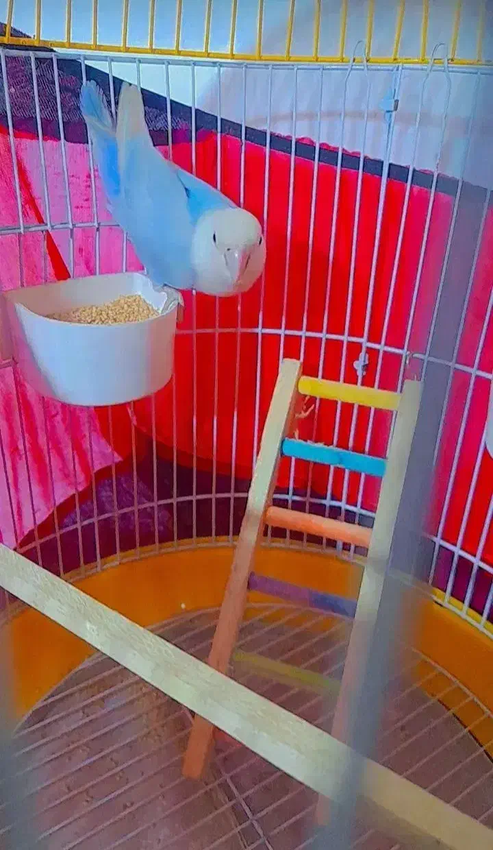 طوطی برزیلی آبی|پرنده|ری, دیلمان|دیوار