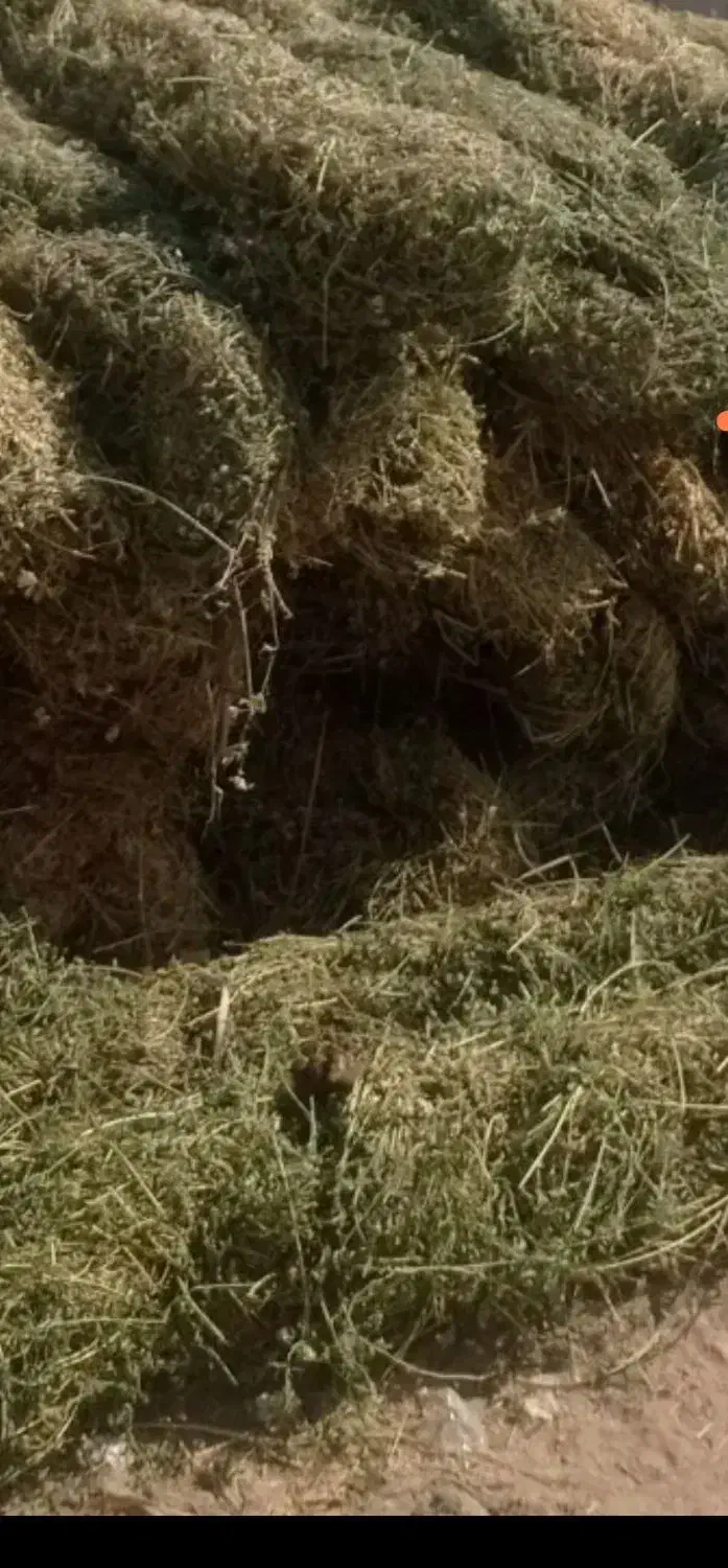 بیده خوراک دام|عمده‌فروشی|نگار, |دیوار