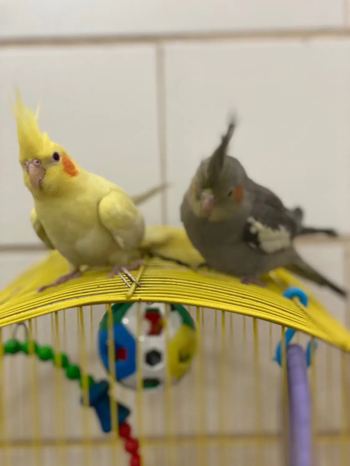 فروش|پرنده|تفت, |دیوار