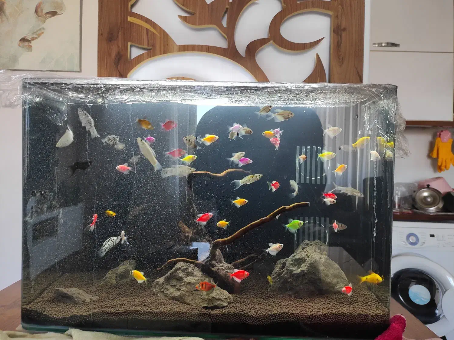 آکواریوم 60*40*35|ماهی|مهاباد (آذربایجان غربی), |دیوار