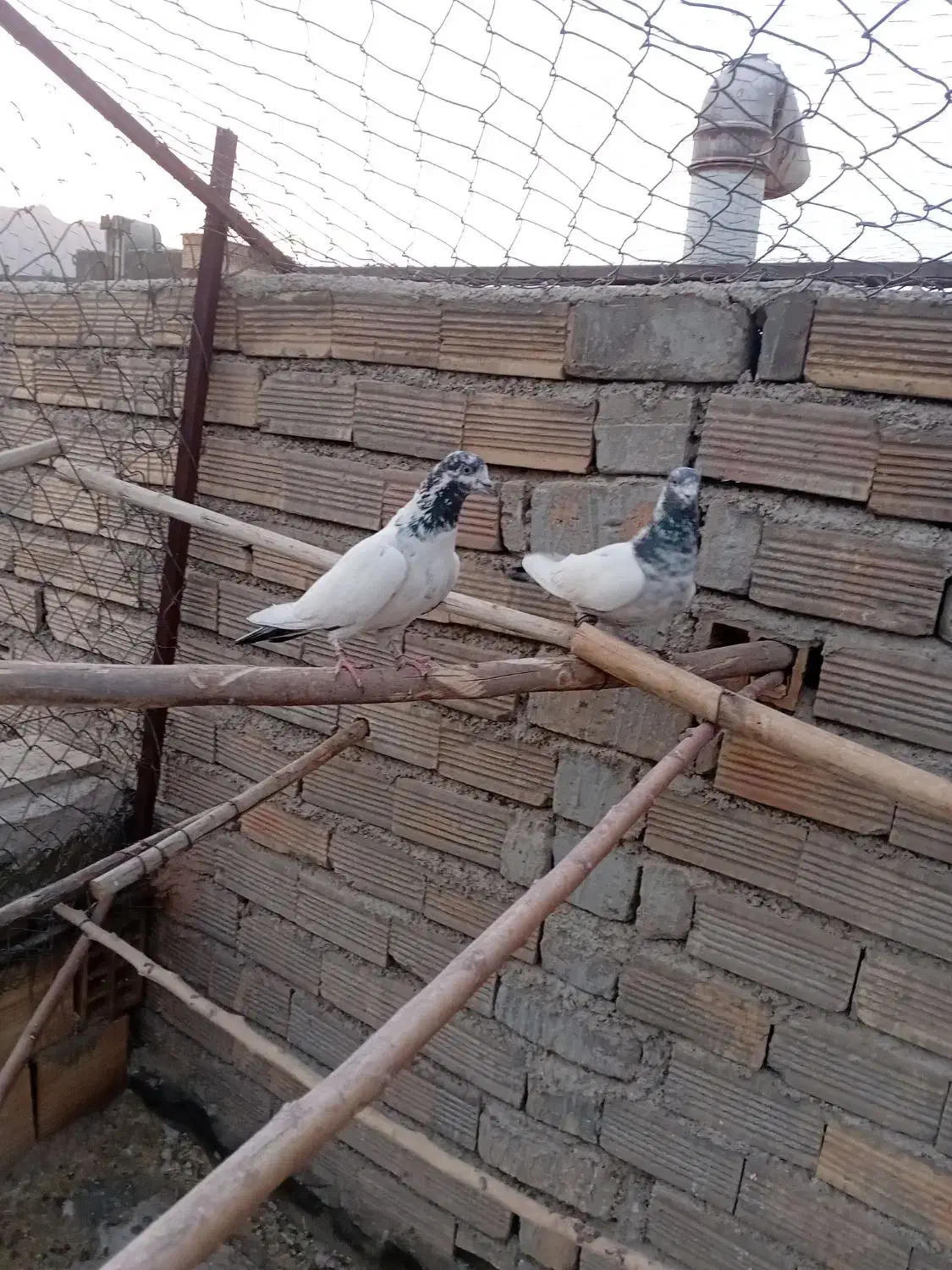 کله دم سبز|پرنده|پیر بکران, |دیوار