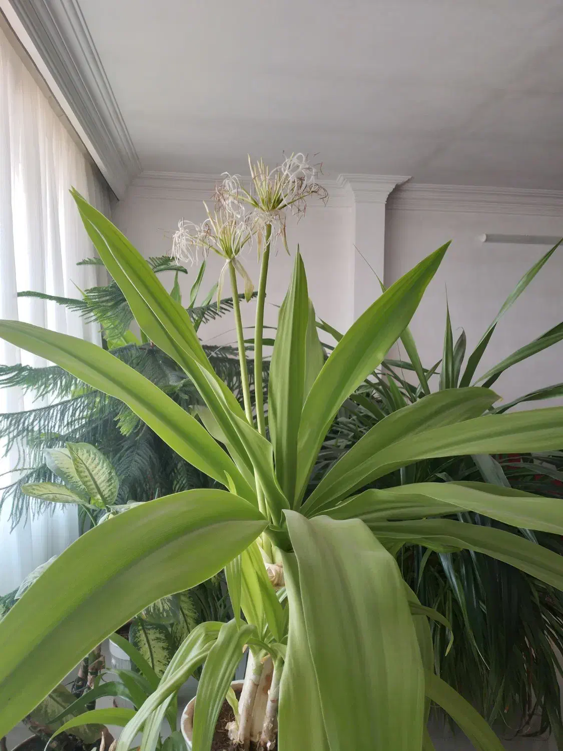 گلهای بزرگ و شاداب برا سالن های بزرگ|گل و گیاه طبیعی|نیشابور, ده حلاج|دیوار