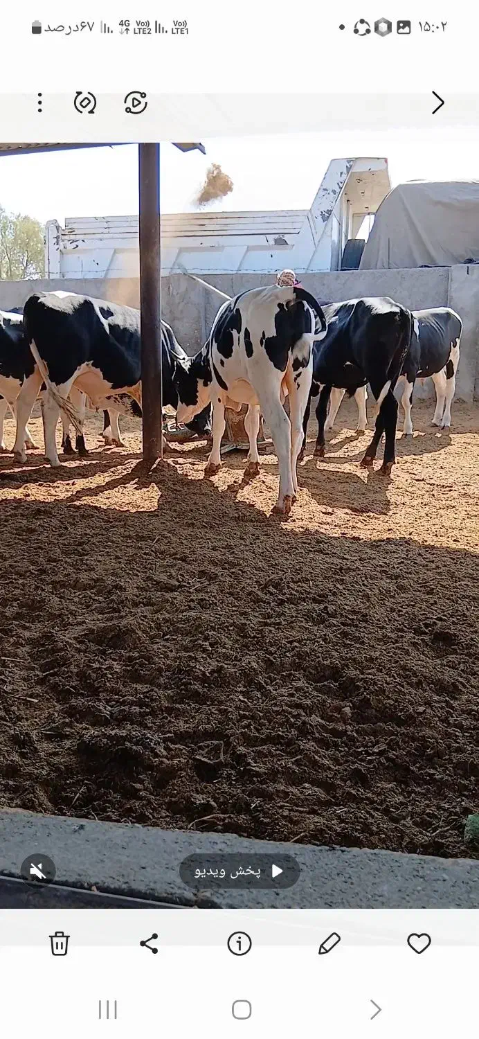 کود حیوانی ( گاوی )|خدمات باغبانی و درختکاری|جیرفت, |دیوار