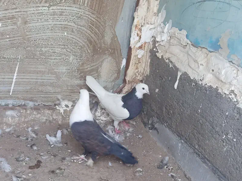 فوری  کبوتر|پرنده|بم, |دیوار