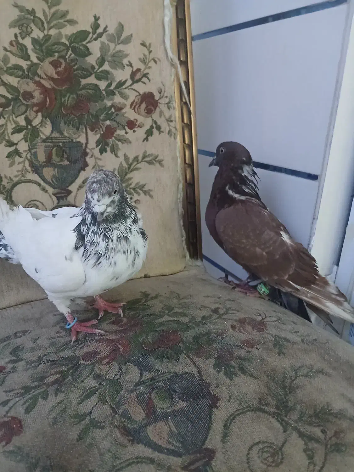 کبوتر دمگیر کاشانی  ساتن|پرنده|خمینی‌شهر, |دیوار