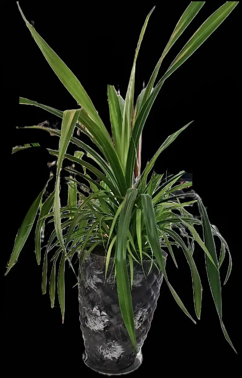 گیاه همیشه سبز با گلدان سفالی|گل و گیاه طبیعی|اصفهان, بهار آزادی|دیوار