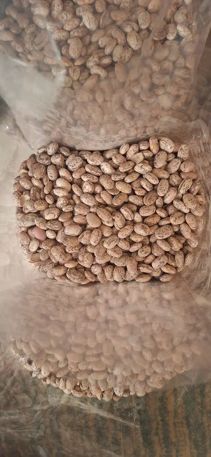 لوبیا چیتی لرستان|عمده‌فروشی|اندیشه, اندیشه فاز ۲|دیوار