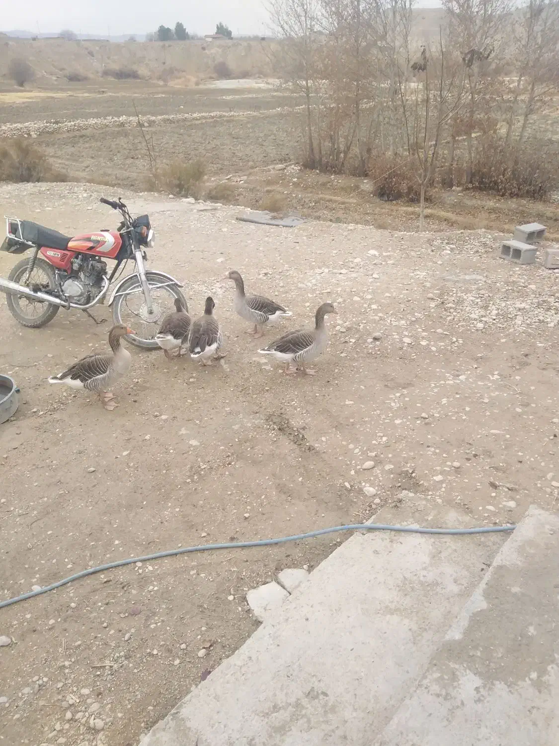 غاز|حیوانات مزرعه|شیراز, گویم|دیوار