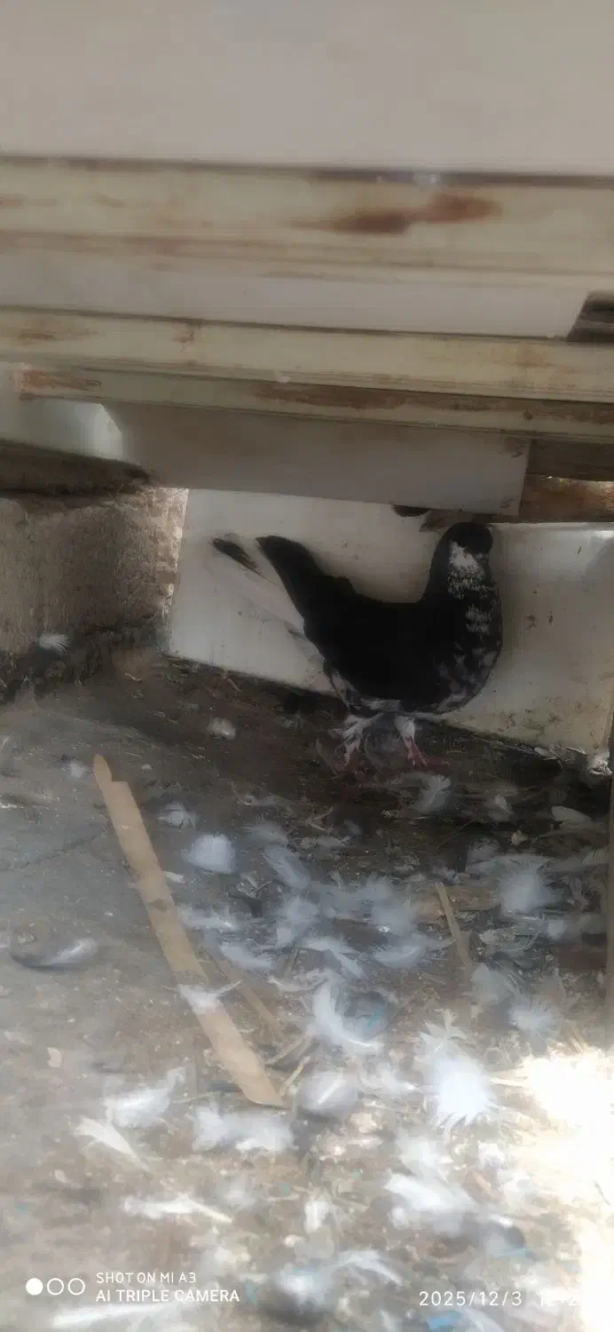 .راست سیاه|پرنده|برازجان, |دیوار