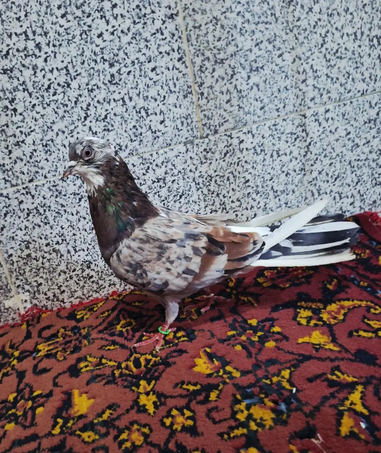 کفتر پرشی جوجه گرو|پرنده|قم, هفت تیر|دیوار