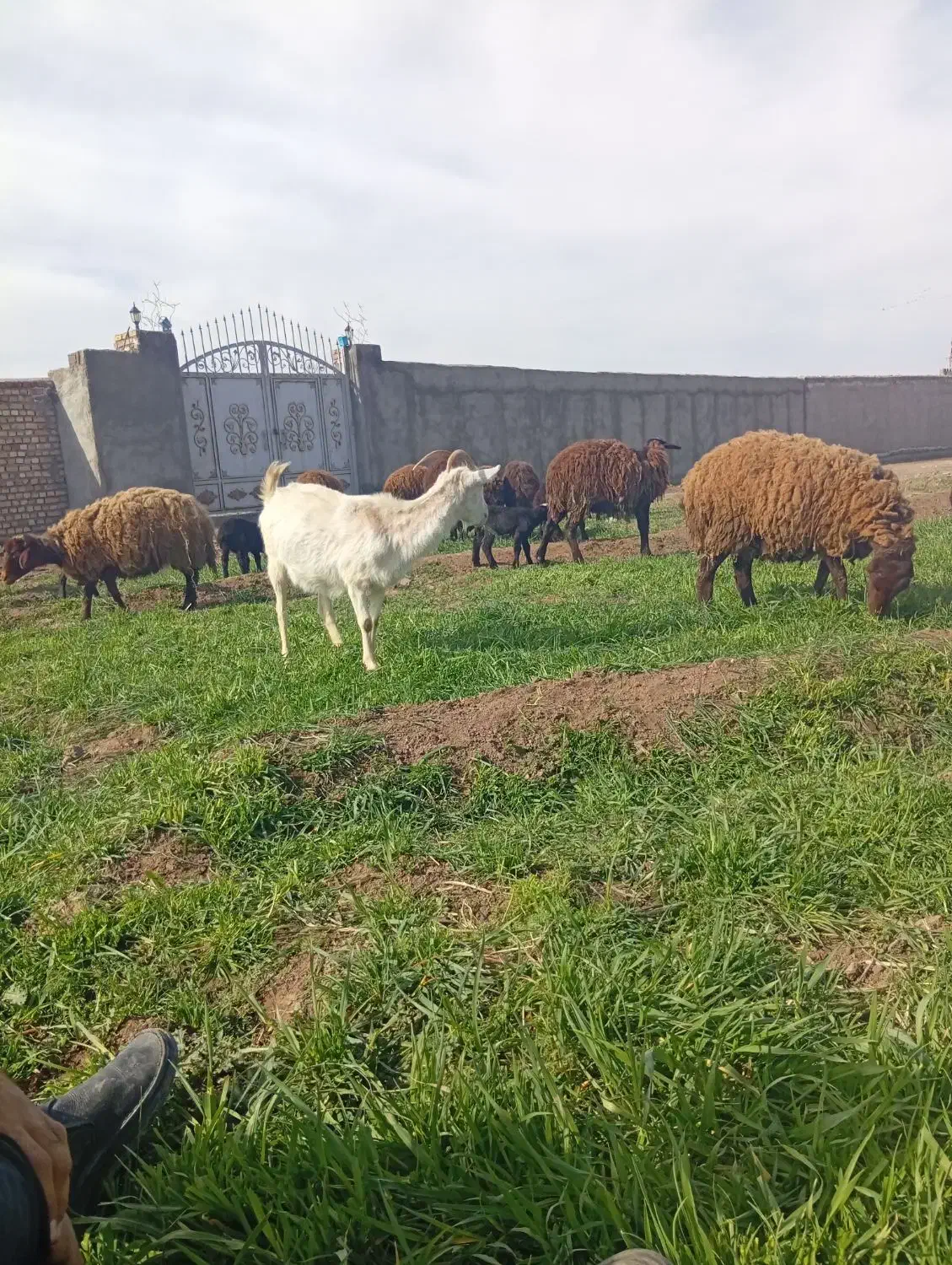 بزسانن|حیوانات مزرعه|نیشابور, بکاول|دیوار