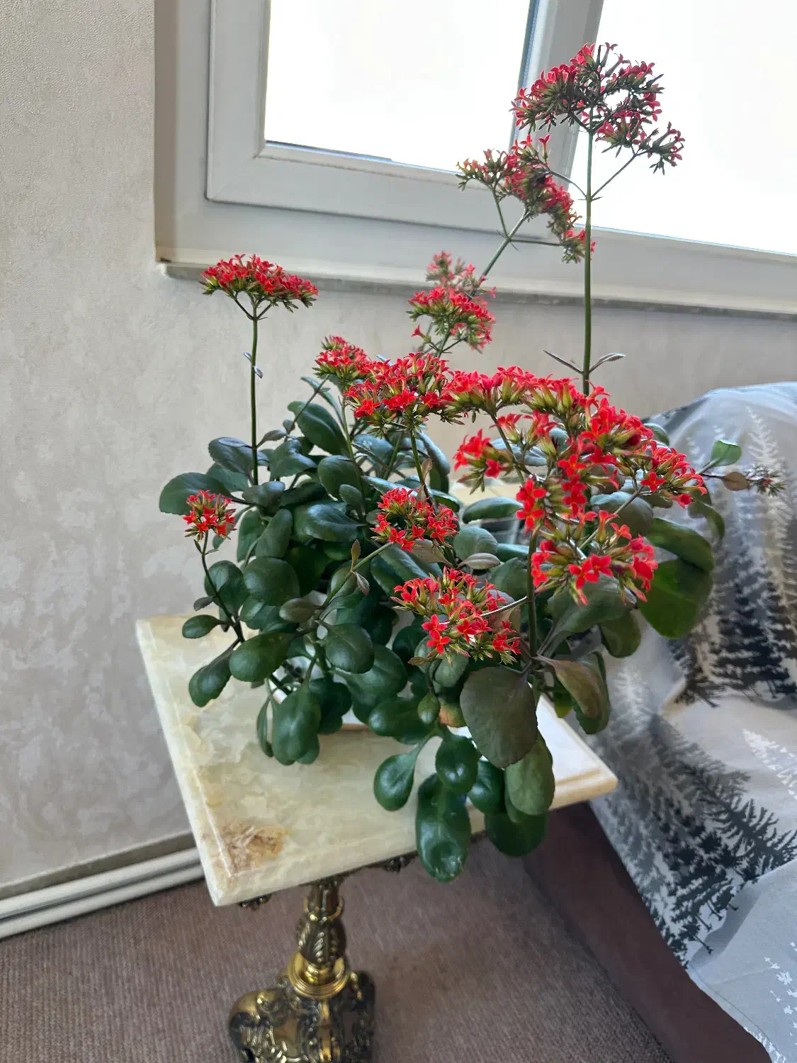 گل های طبیعی|گل و گیاه طبیعی|ابهر, |دیوار