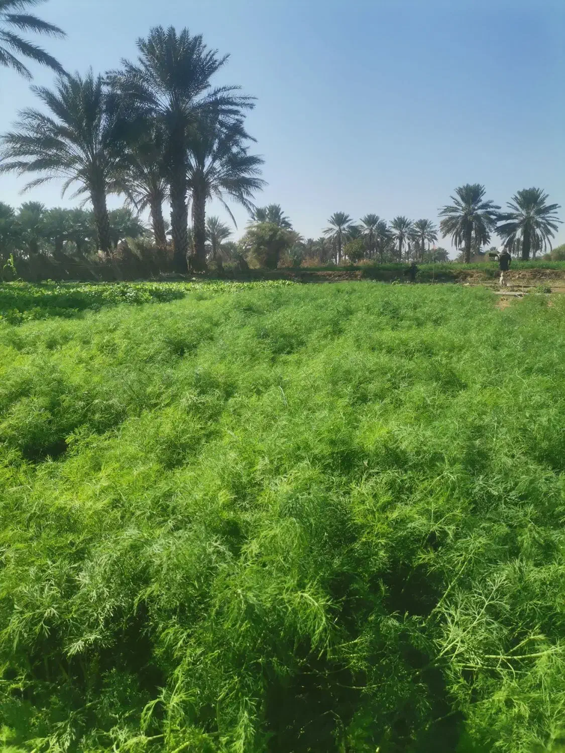 سبزی گشنیز و شوید|خوردنی و آشامیدنی|جیرفت, |دیوار