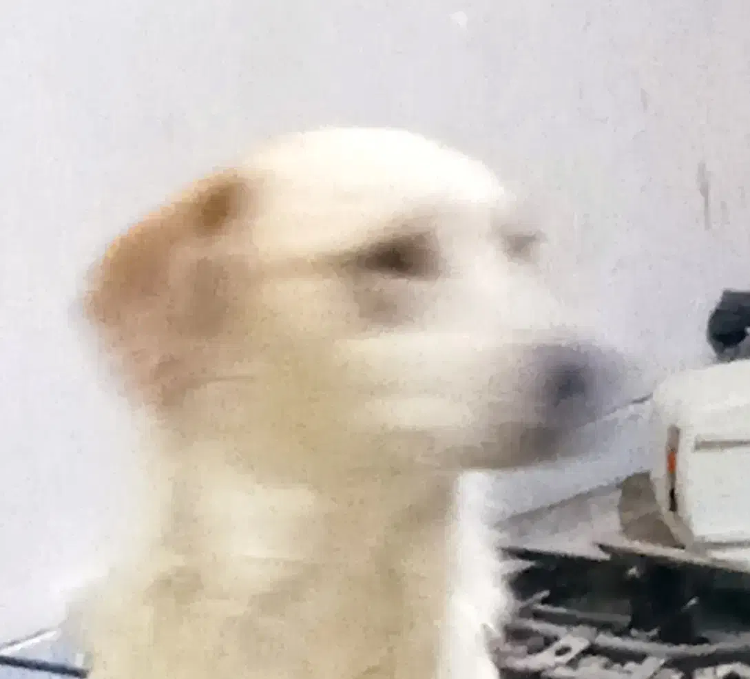 سگ پیداشده|سگ|پیر بکران, |دیوار