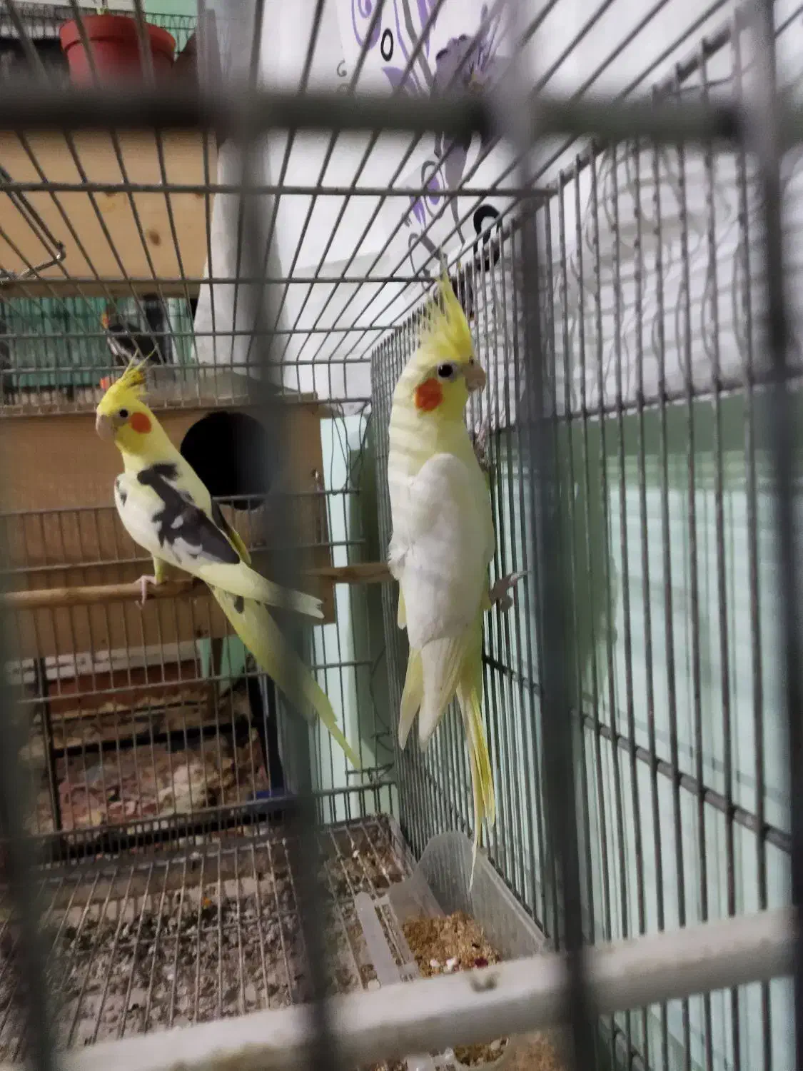 جفت عروس هلندی|پرنده|آمل, |دیوار