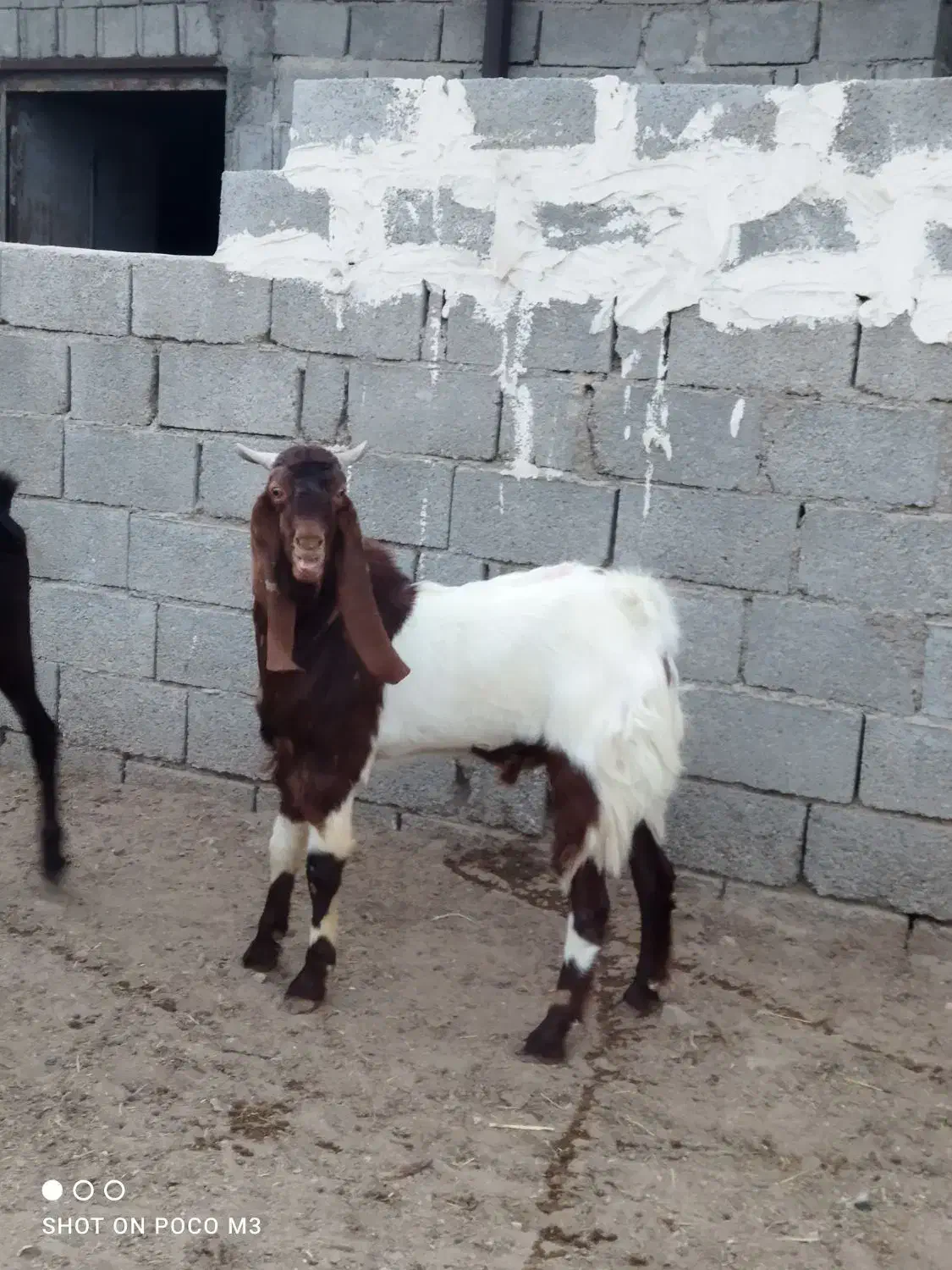 پازن|حیوانات مزرعه|برازجان, |دیوار