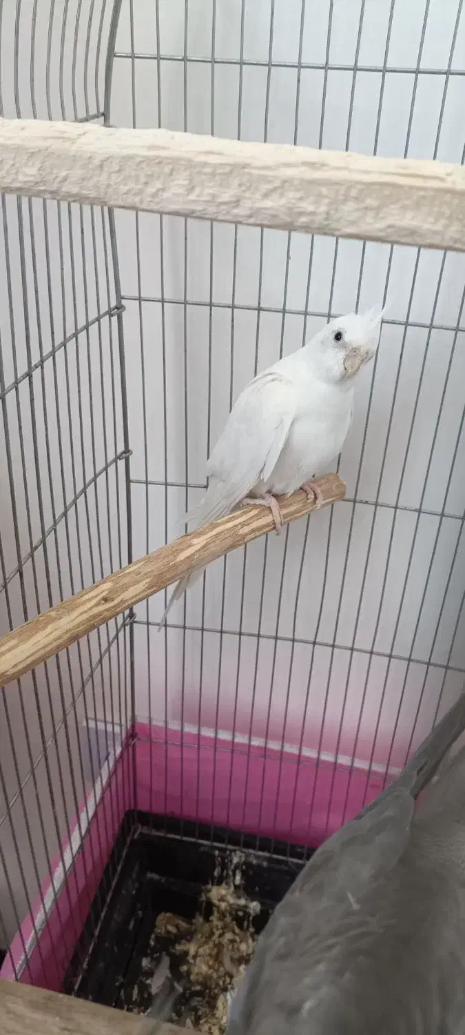 عروس هلندی آلبینو ماده سالم و سر حال|پرنده|محمدیه-قزوین, |دیوار