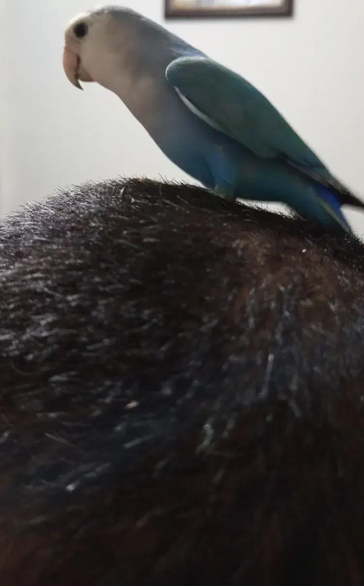 دو عدد طوطی برزیلی ۸ماه نر تقریبا مست ودستی|پرنده|کرج, حسن آباد|دیوار