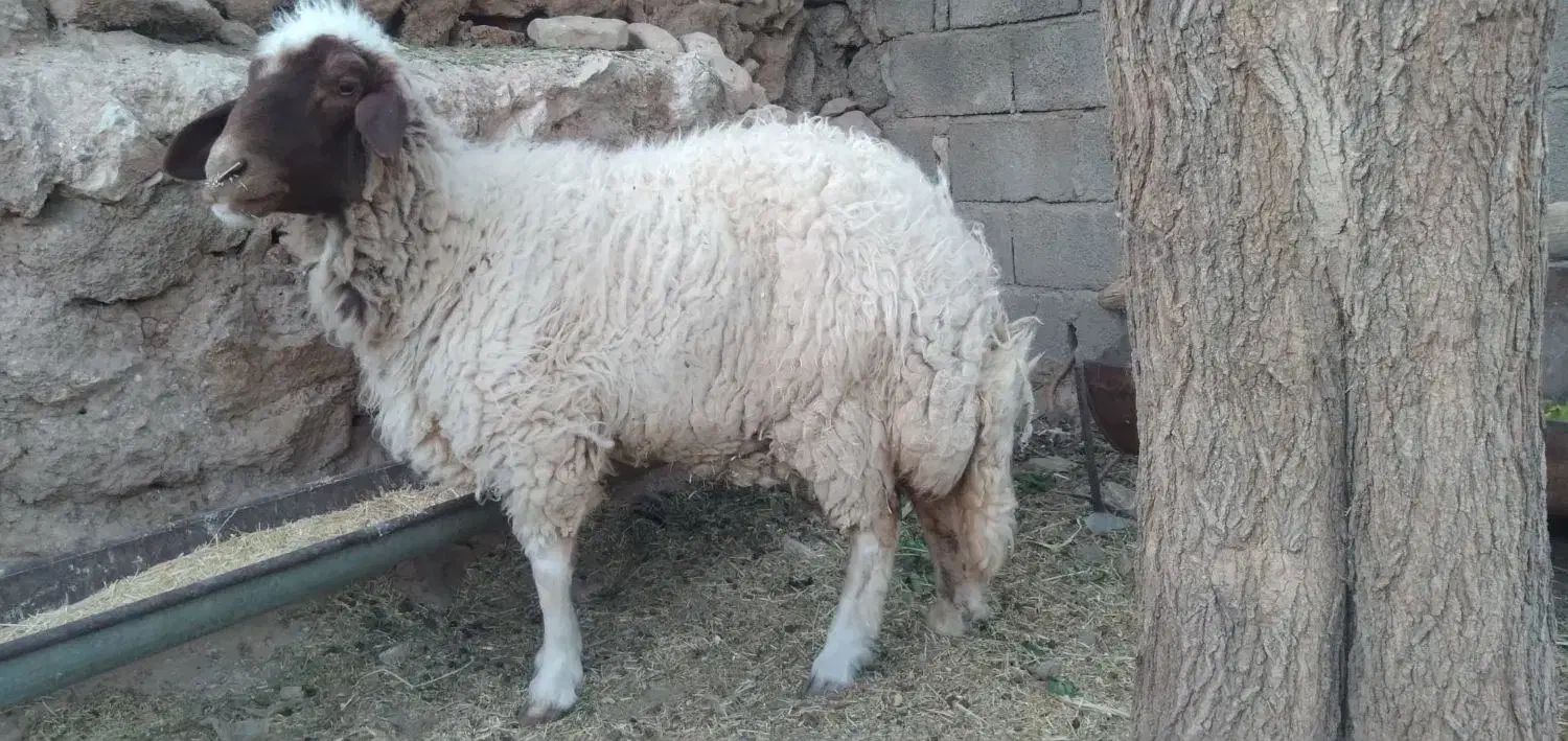 گوسفند|حیوانات مزرعه|بدره, |دیوار