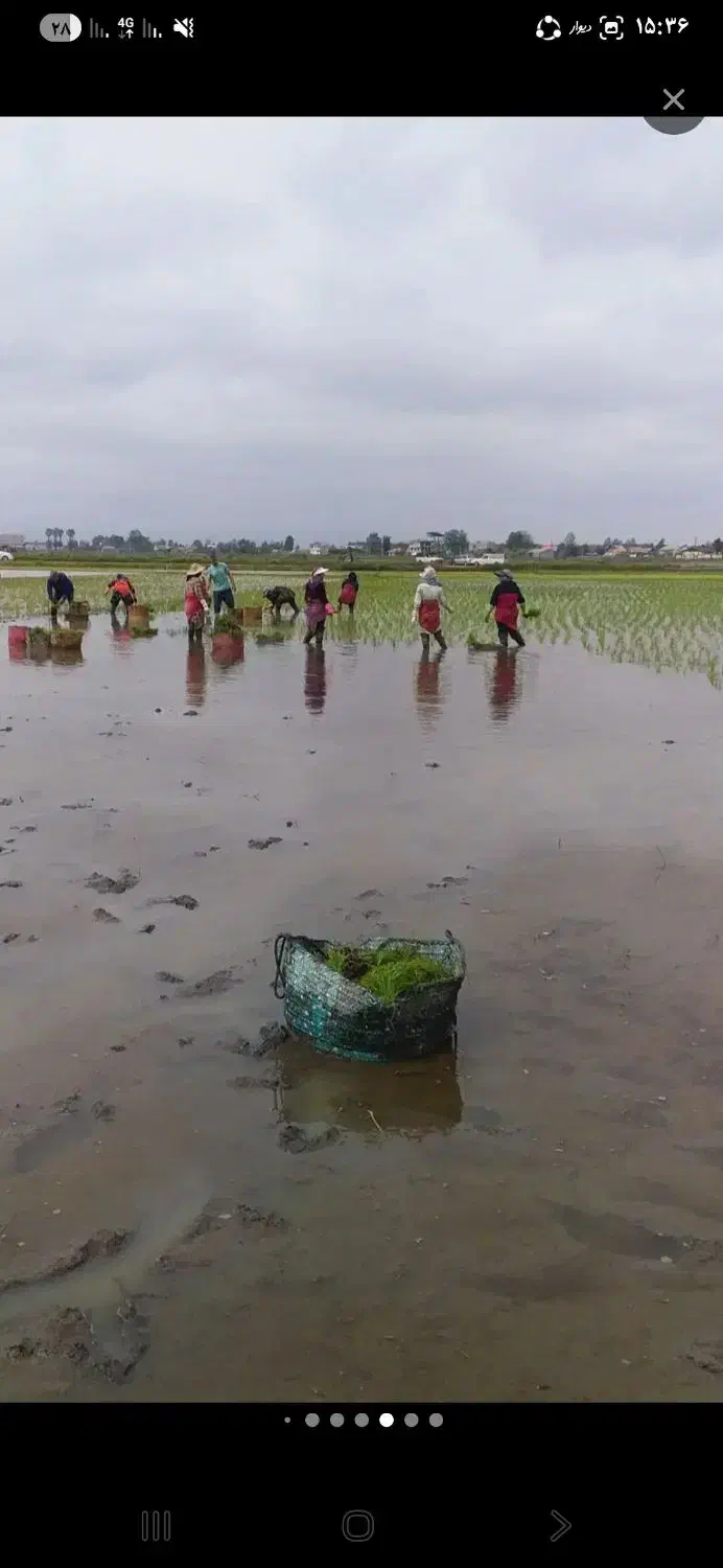 برنج|خوردنی و آشامیدنی|ساوه, |دیوار