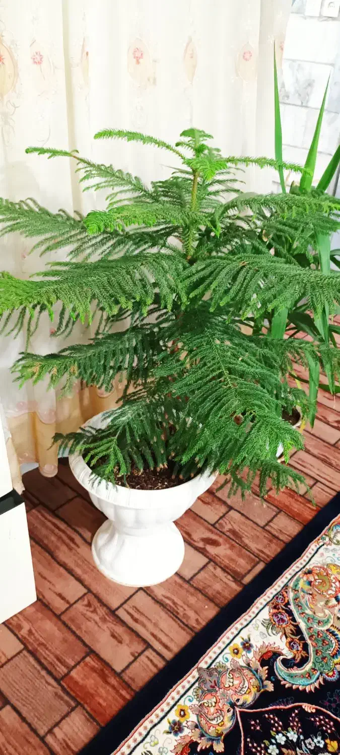 گل کاج ک یوکا بزرگ|گل و گیاه طبیعی|قم, حاج زینل|دیوار