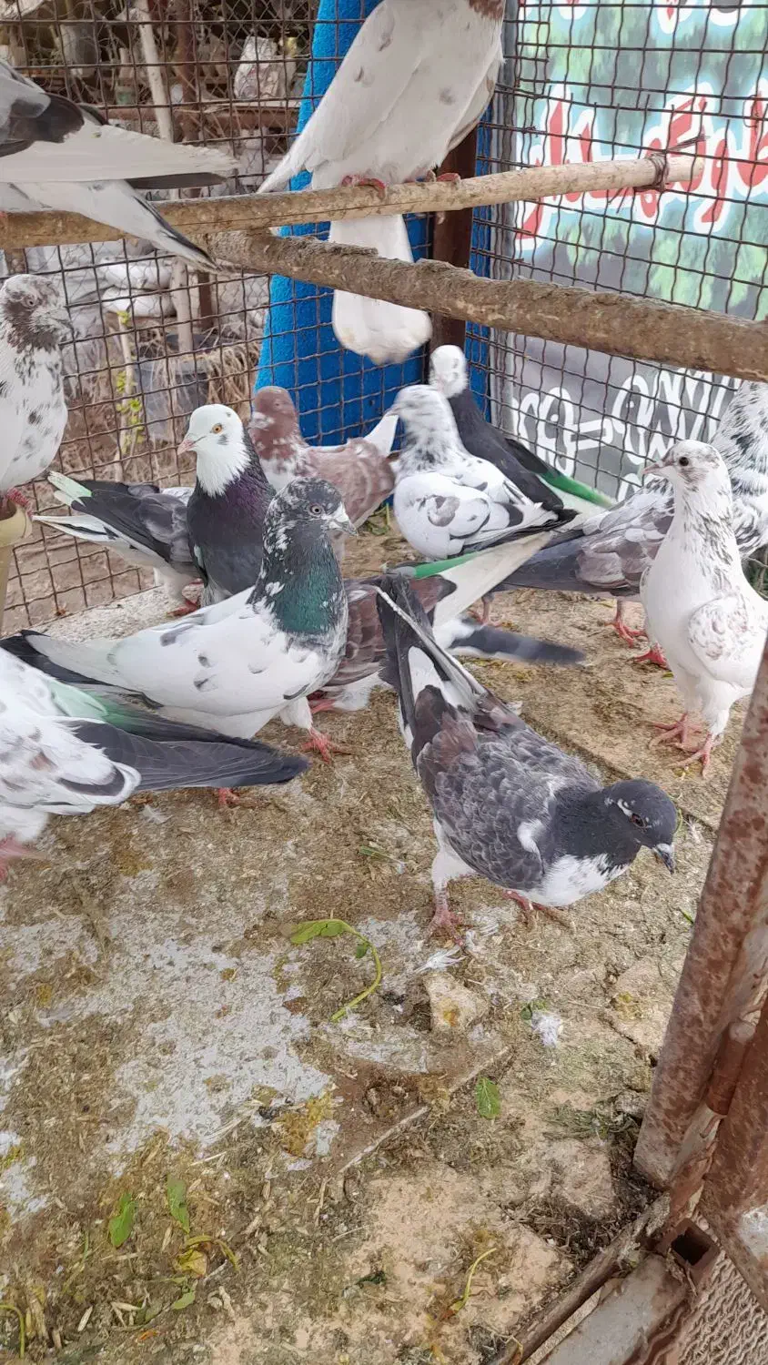 کبوتر پرشی|پرنده|ری, شهرک نظامی|دیوار