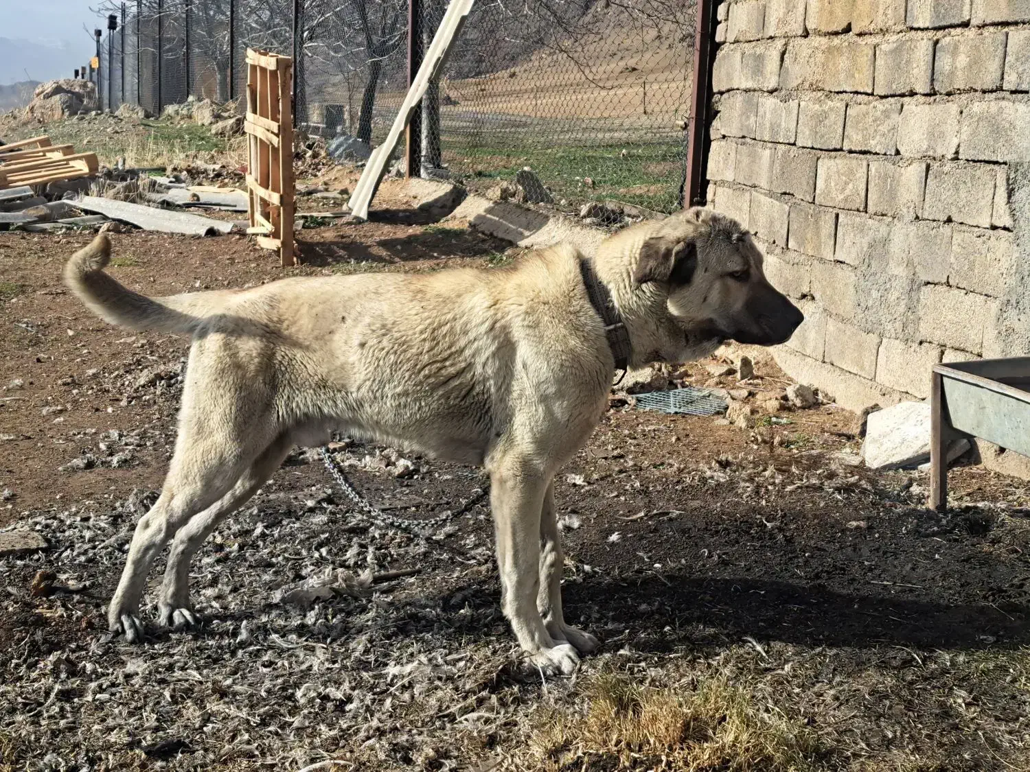 حیوان سگ|سگ|خرم‌آباد, |دیوار