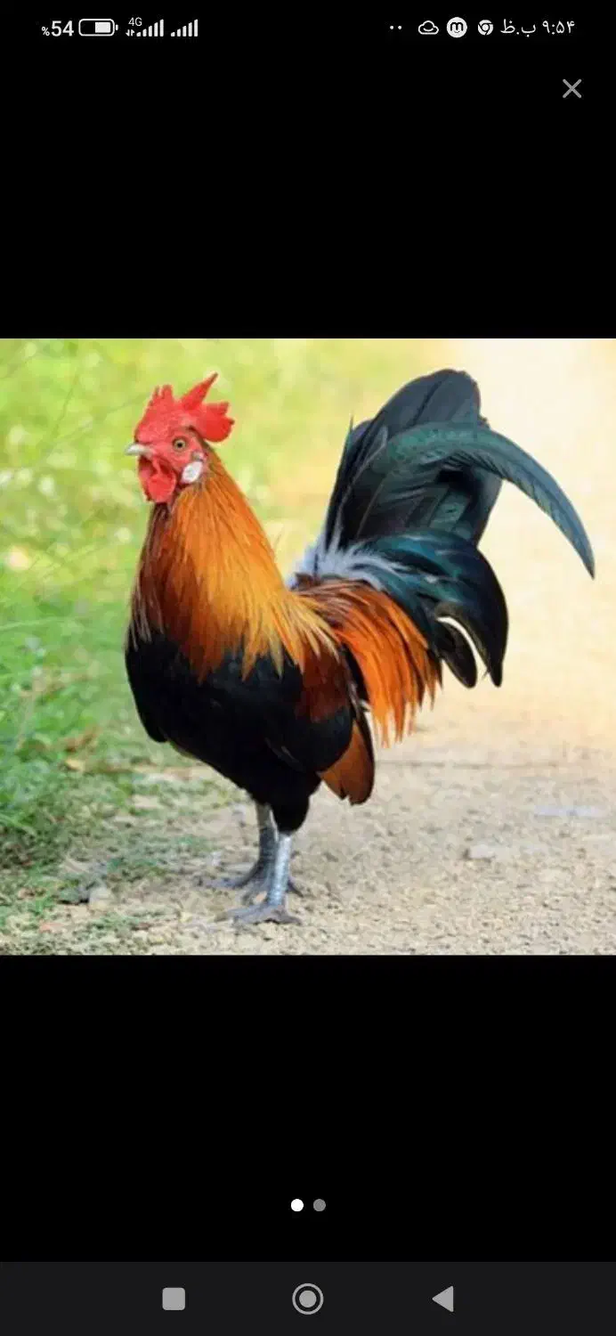 خروس|حیوانات مزرعه|خواف, |دیوار