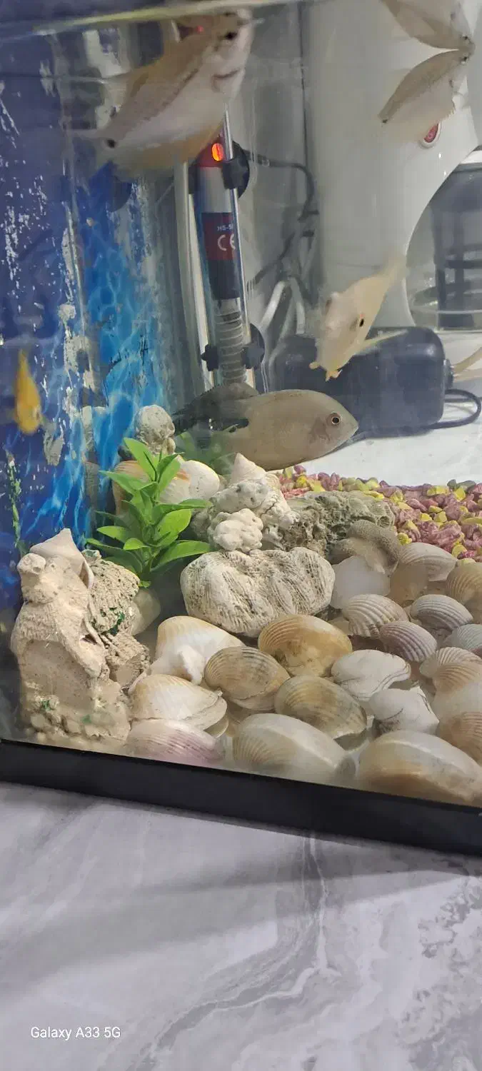 ماهی|ماهی|مشهد, مشکینی (شهرک غرب)|دیوار