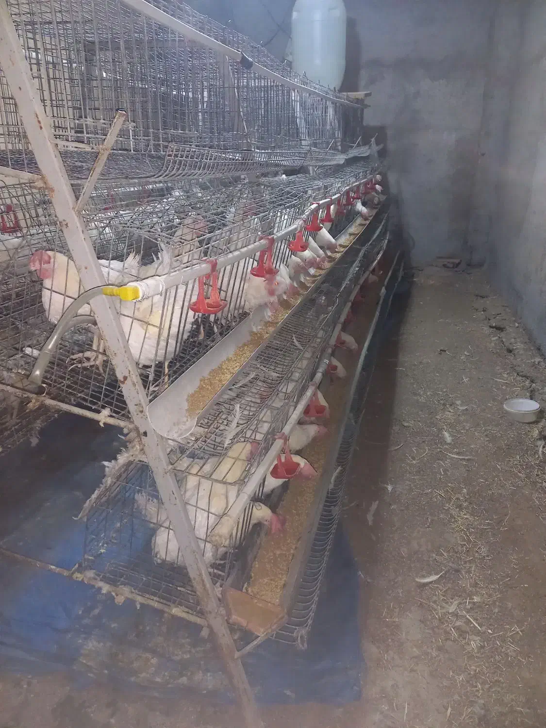 قفس مرغ تخمگذار ممبری ۲۲۰ سری در حد|لوازم جانبی حیوانات|بروجرد, |دیوار