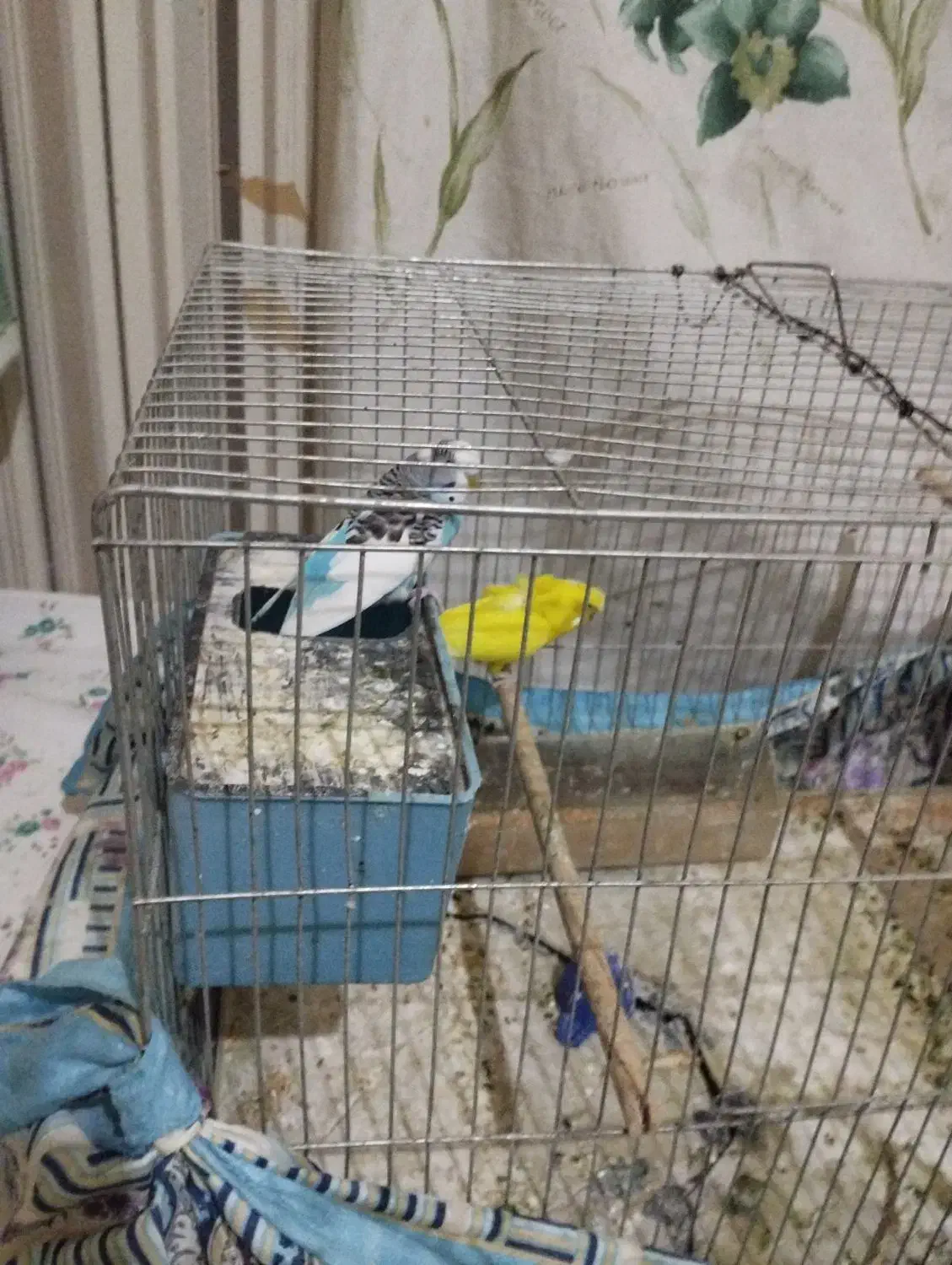 مرغ عشق|پرنده|شیراز, شیخ علی چوپان|دیوار