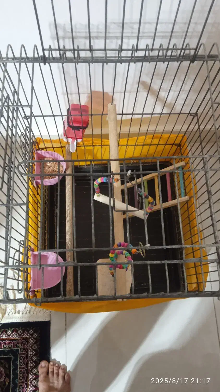 قفس بزرگ طوطی|لوازم جانبی حیوانات|رشت, باهنر|دیوار