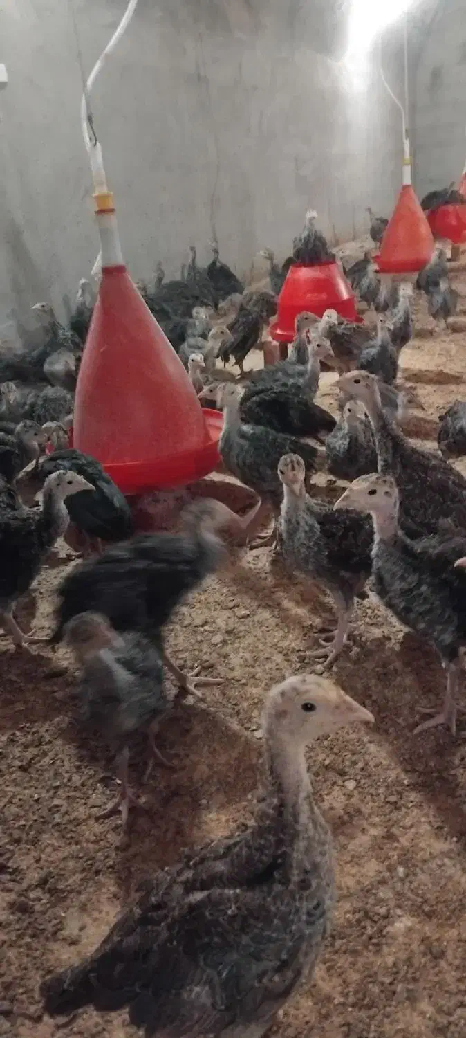 فروش‌جوجه‌بوقلمون چهل‌روزه|حیوانات مزرعه|مهربان, |دیوار