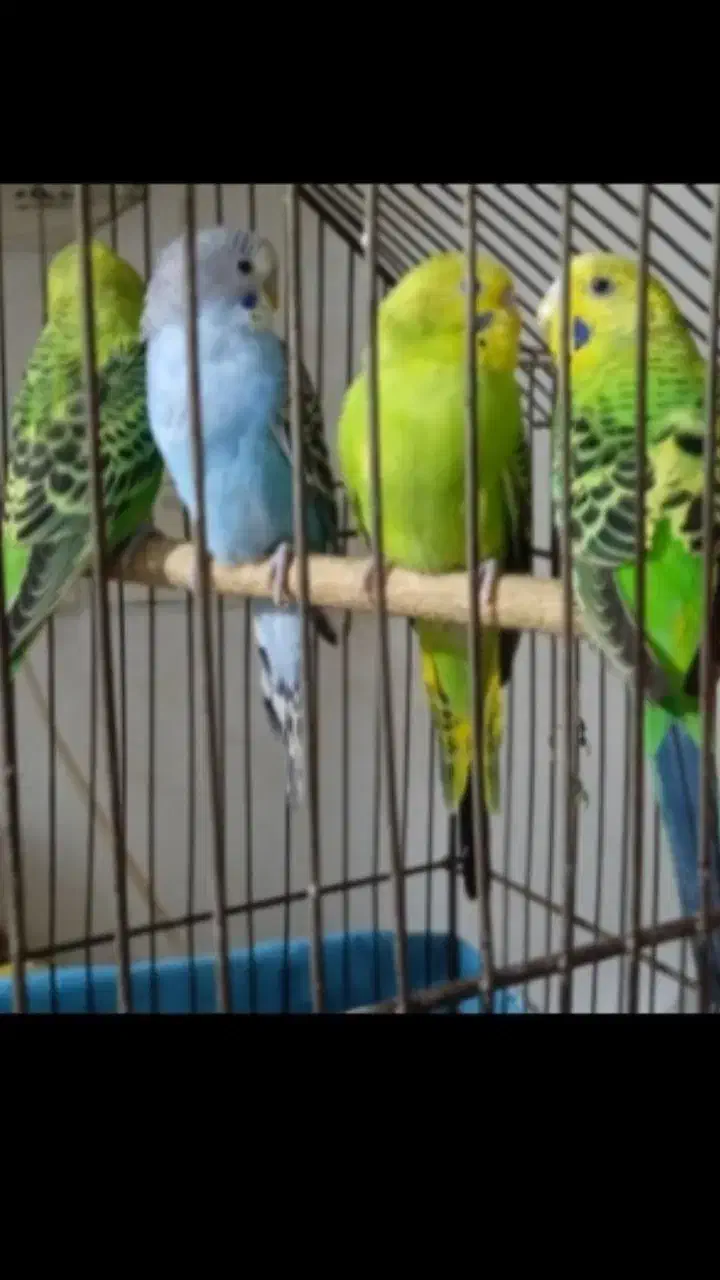 مرغ عشق پرنده دستی سخنگو|پرنده|رشت, شهرک شهید مفتح|دیوار