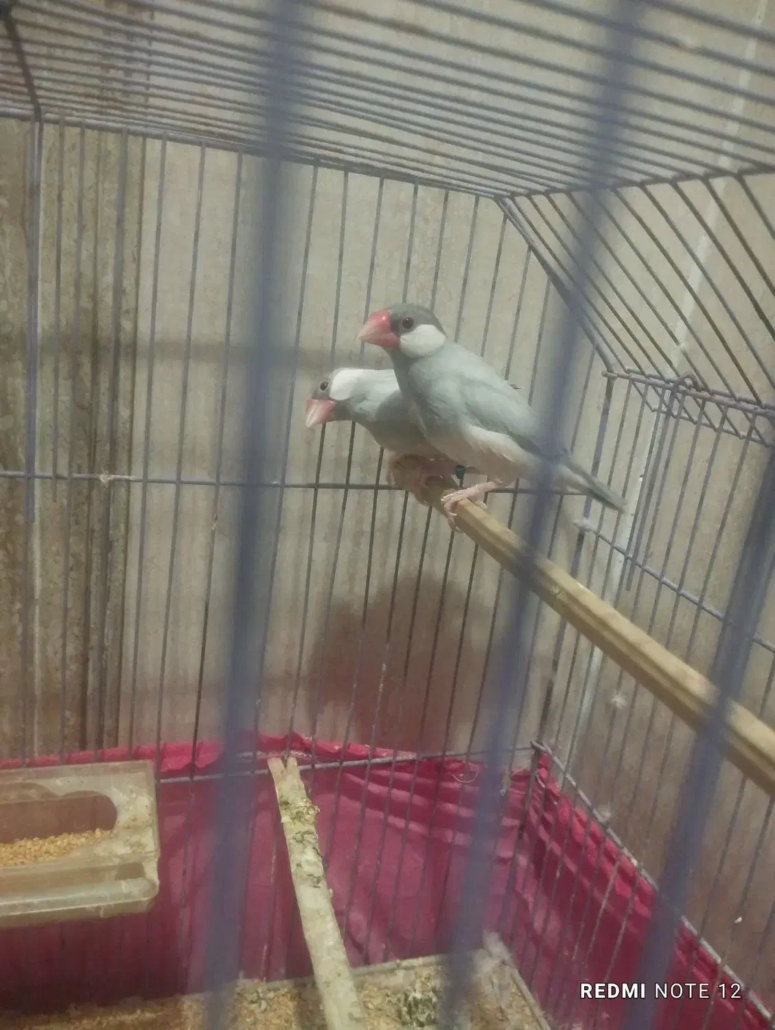 فنچ سیلور|پرنده|بندر ماهشهر, |دیوار