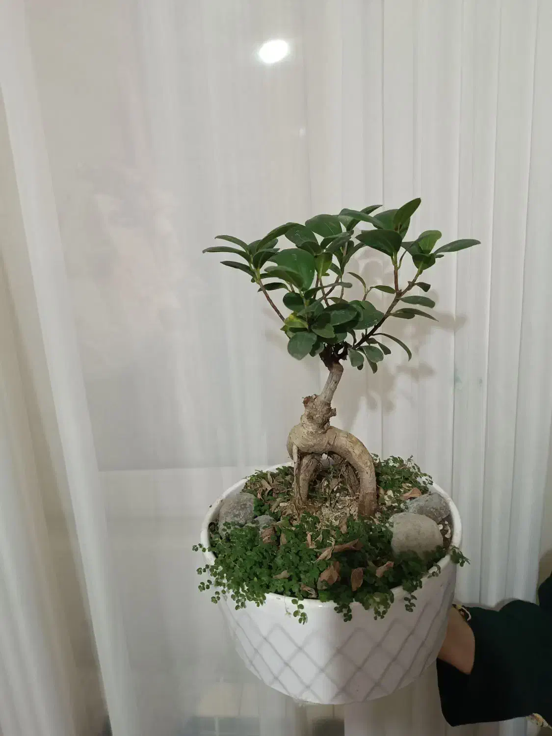 گل زیبا|گل و گیاه طبیعی|همدان, |دیوار