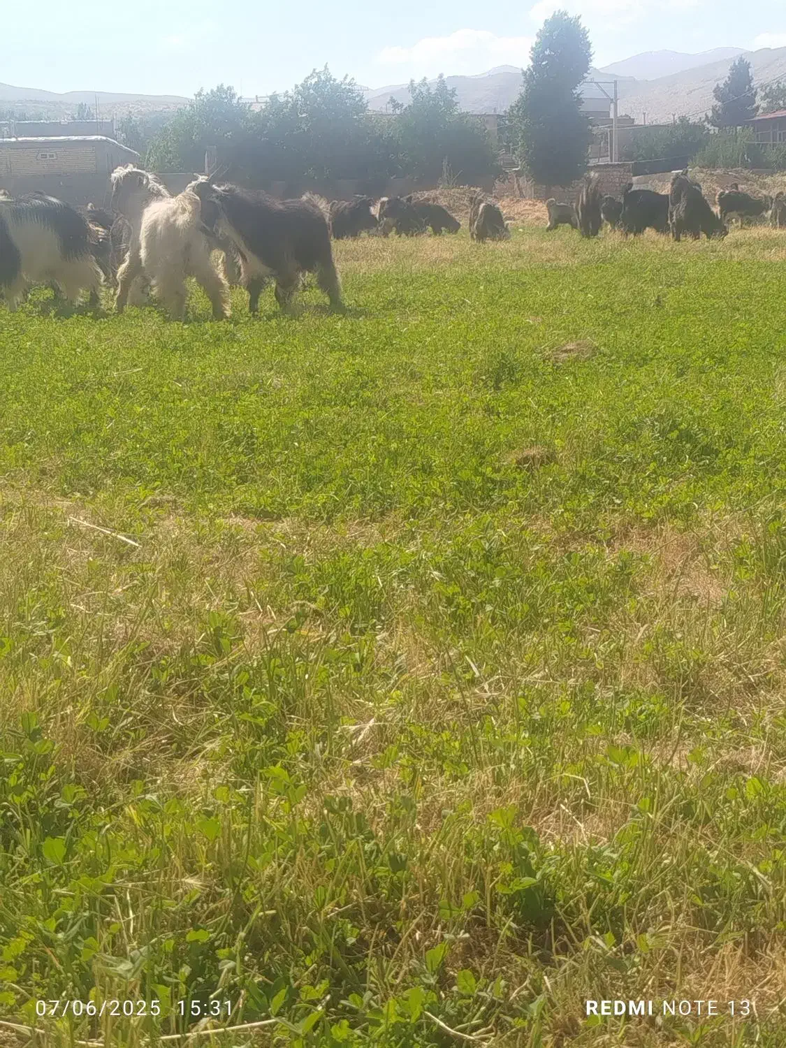 بزغاله|حیوانات مزرعه|صمصامی, |دیوار