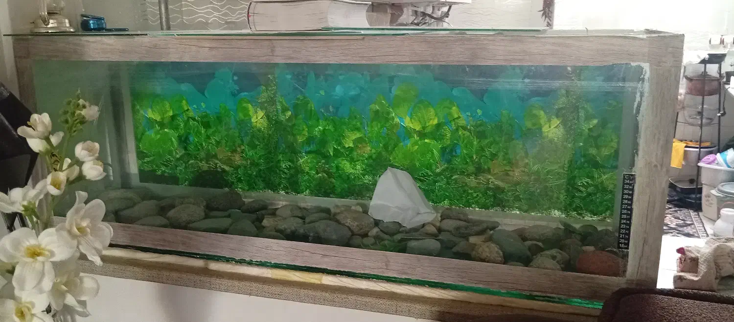 آکواریوم|ماهی|شیروان (خراسان), |دیوار