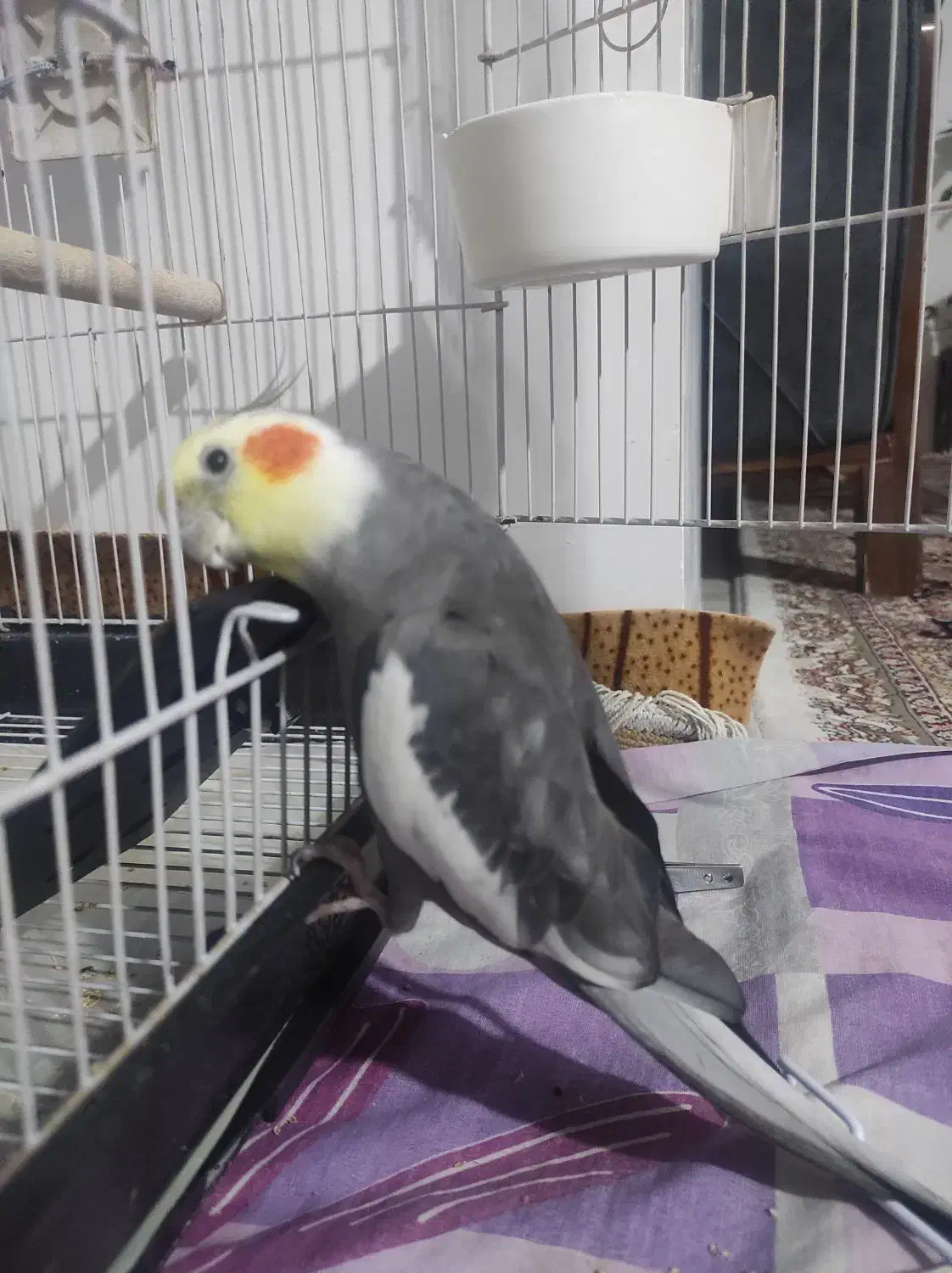 گمشده.|حیوانات|کرمانشاه, |دیوار