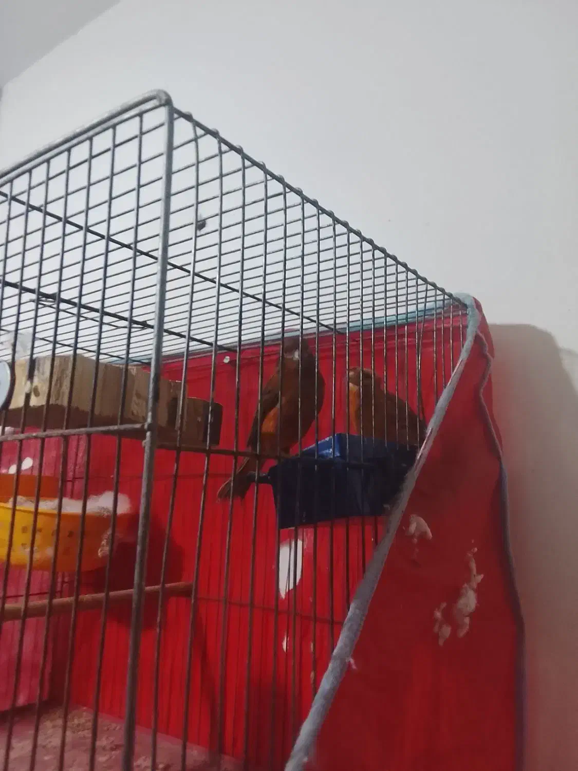 یه جفت قناری استوره سوخته سرخ|پرنده|کرمان, |دیوار