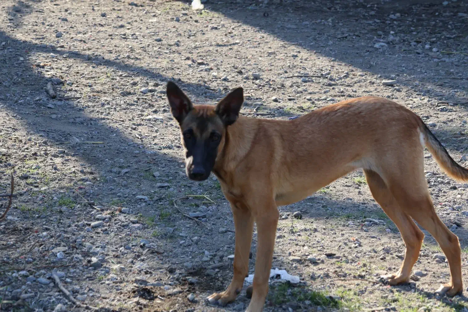 واگذاری سگ مالینیوز|سگ|گرگان, |دیوار